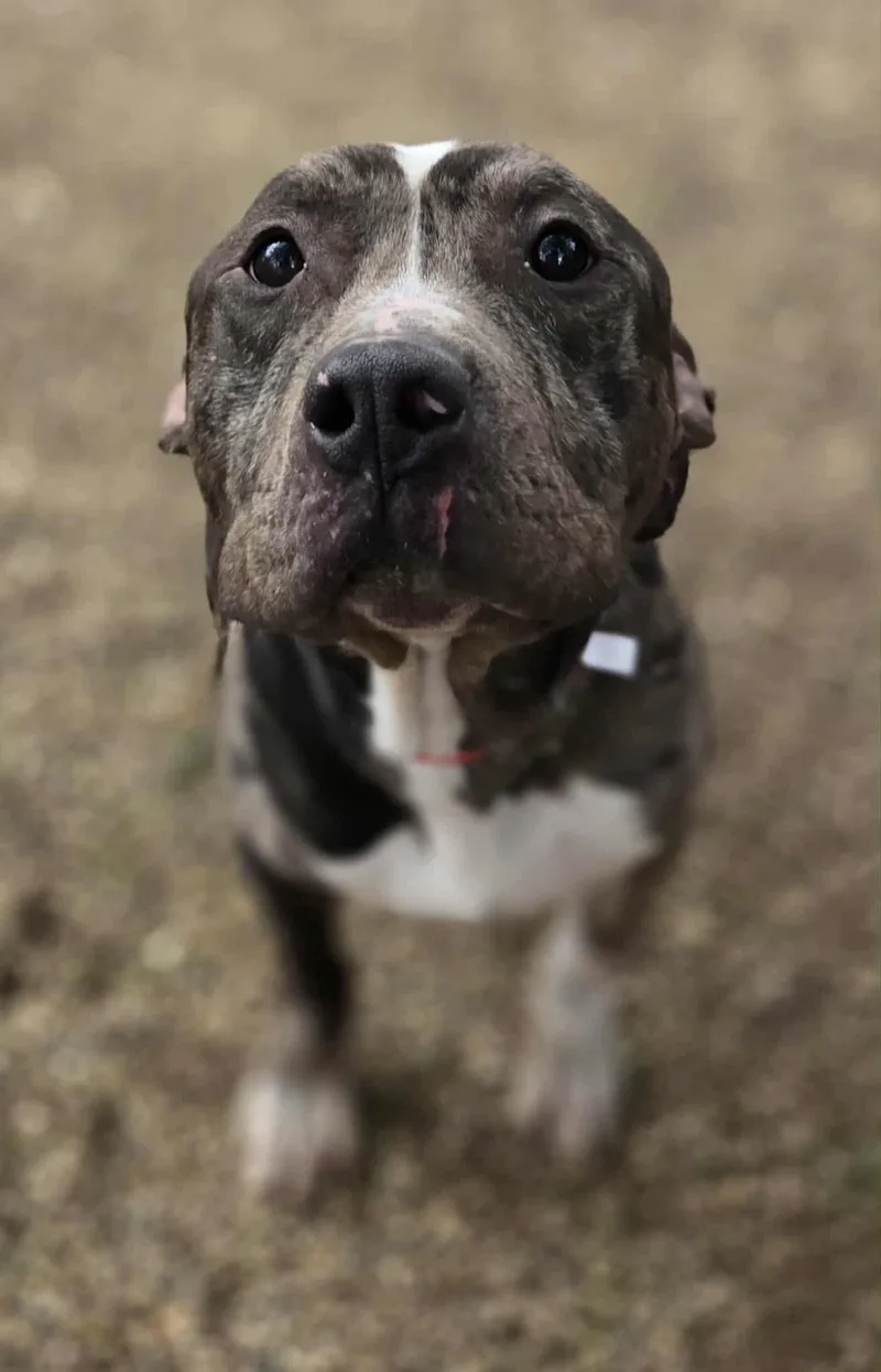 An adult medium-sized male Black Terrier dog named Rex for adoption in Dodgeville, WI