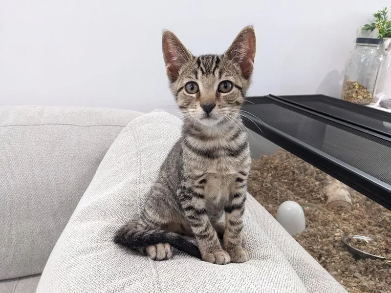 A baby small-sized male Tabby (Brown / Chocolate) Domestic Short Hair cat named Ketchup bonded with Mustard for adoption in Ellicott City, MD