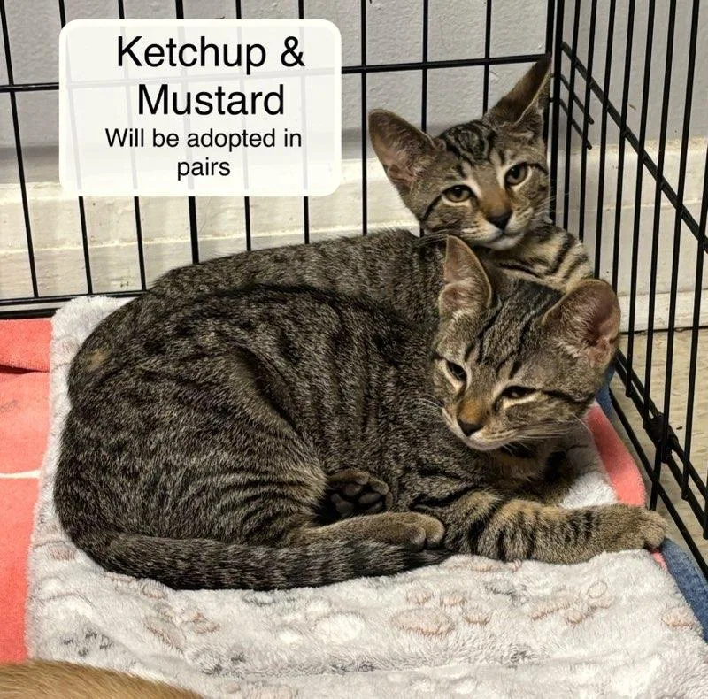 Ketchup bonded with Mustard thumbnail 4
