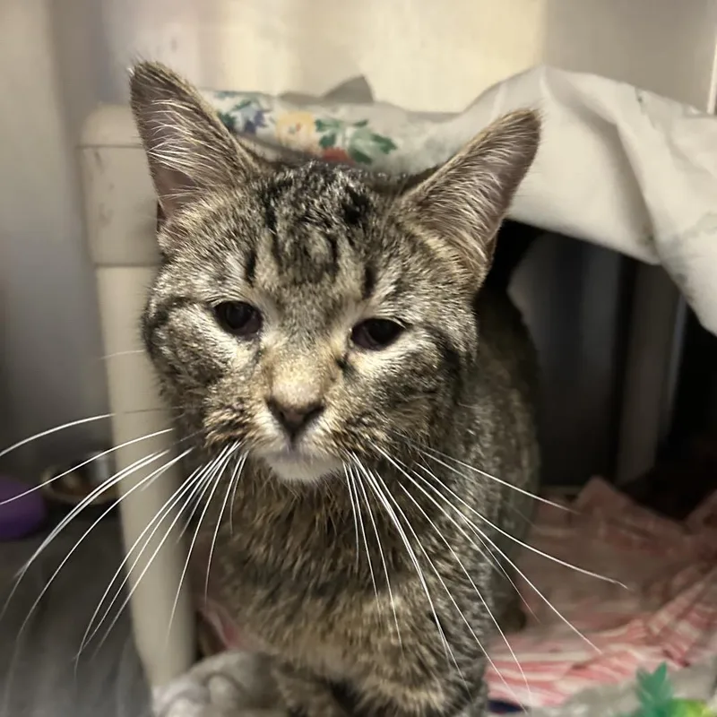 An adult medium-sized male Brown / Chocolate Domestic Short Hair cat named Mr. Saxobeat for adoption in Flagstaff, AZ