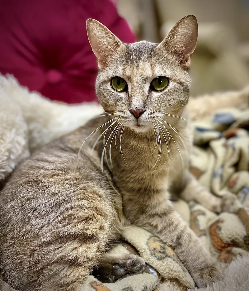 An adult medium-sized female Dilute Calico Domestic Short Hair cat named Jenga for adoption in Clarkesville, GA