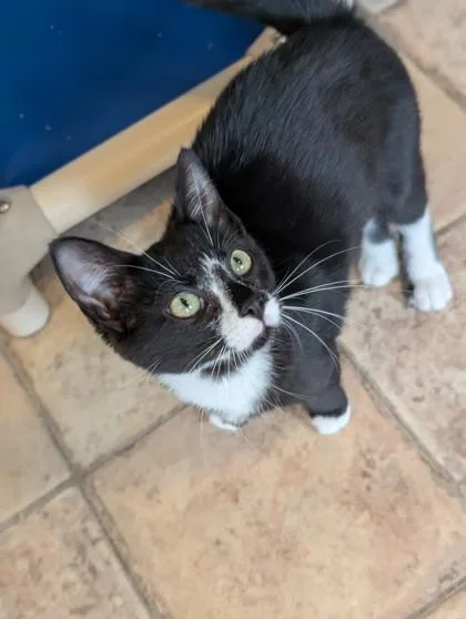 A baby small-sized female Domestic Short Hair cat named Dot for adoption in Bloomsburg, PA