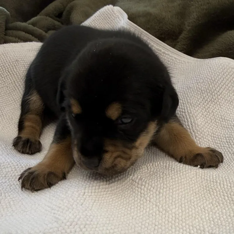A baby medium-sized female Black Mixed Breed dog named Bella for adoption in Columbus, NC