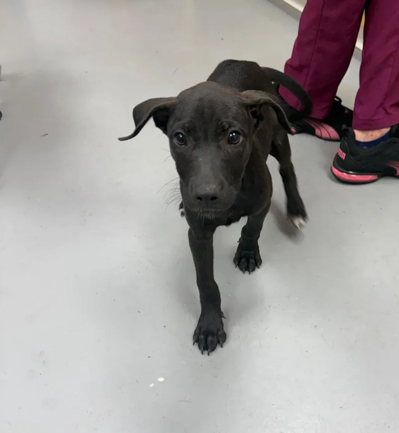 A baby medium-sized female Terrier dog named Wabbits for adoption in Hartsville, SC