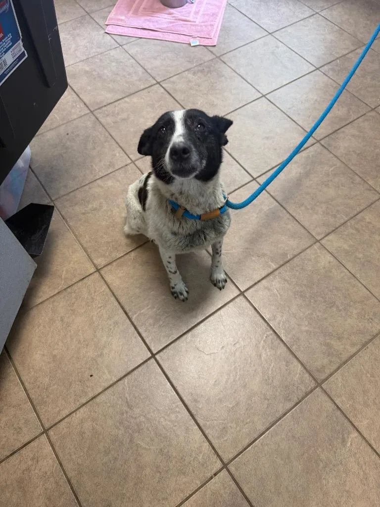 An adult medium-sized female Mixed Breed dog named Unknown Salem Road for adoption in Marion, OH