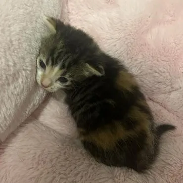 Petunia thumbnail 2