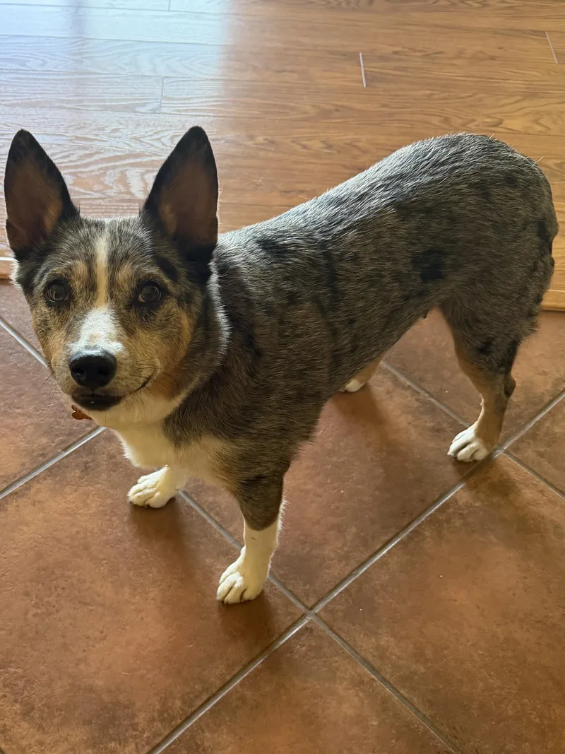 A senior medium-sized female Gray / Blue / Silver Australian Cattle Dog / Blue Heeler dog named Maya for adoption in Silvana, WA