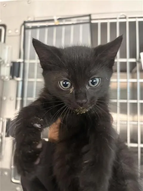 A baby medium-sized male Domestic Short Hair cat named Phillip for adoption in Houston, TX