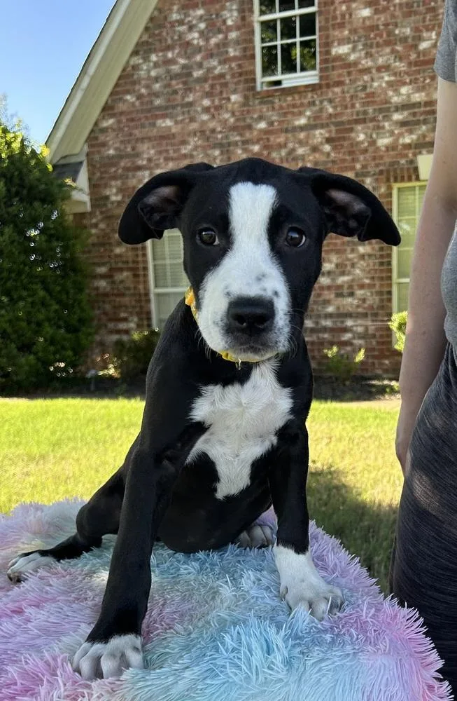 Georgia  Artist Puppies