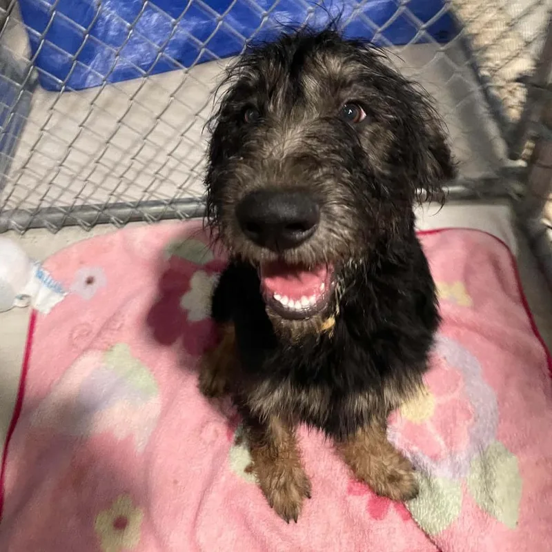 A baby large-sized male Black Standard Poodle dog named Yankee Doodle Dandy for adoption in CHANUTE, KS