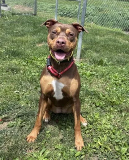 A young large-sized female Rottweiler dog named Athena for adoption in Hagerstown, MD