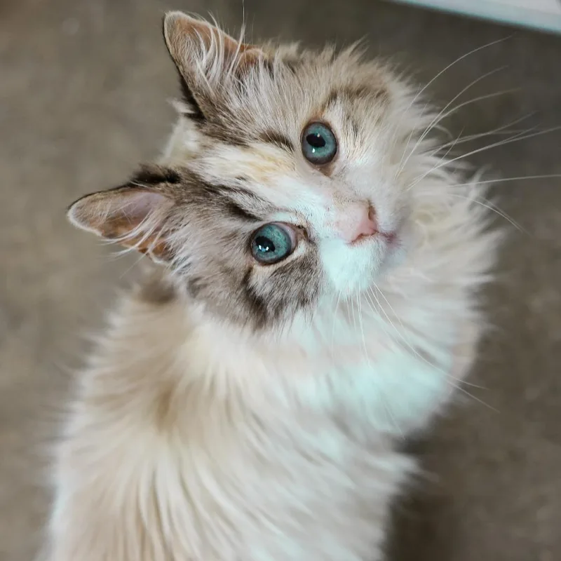 A senior medium-sized female Torbie Siamese cat named Myrtle for adoption in Los Angeles, CA
