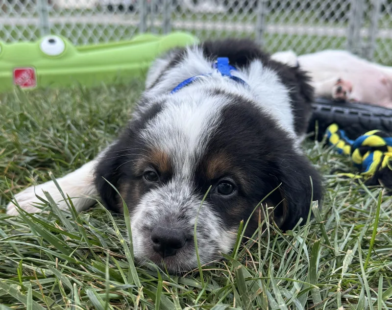 A baby medium-sized male Australian Shepherd dog named Summit for adoption in Grayslake, IL
