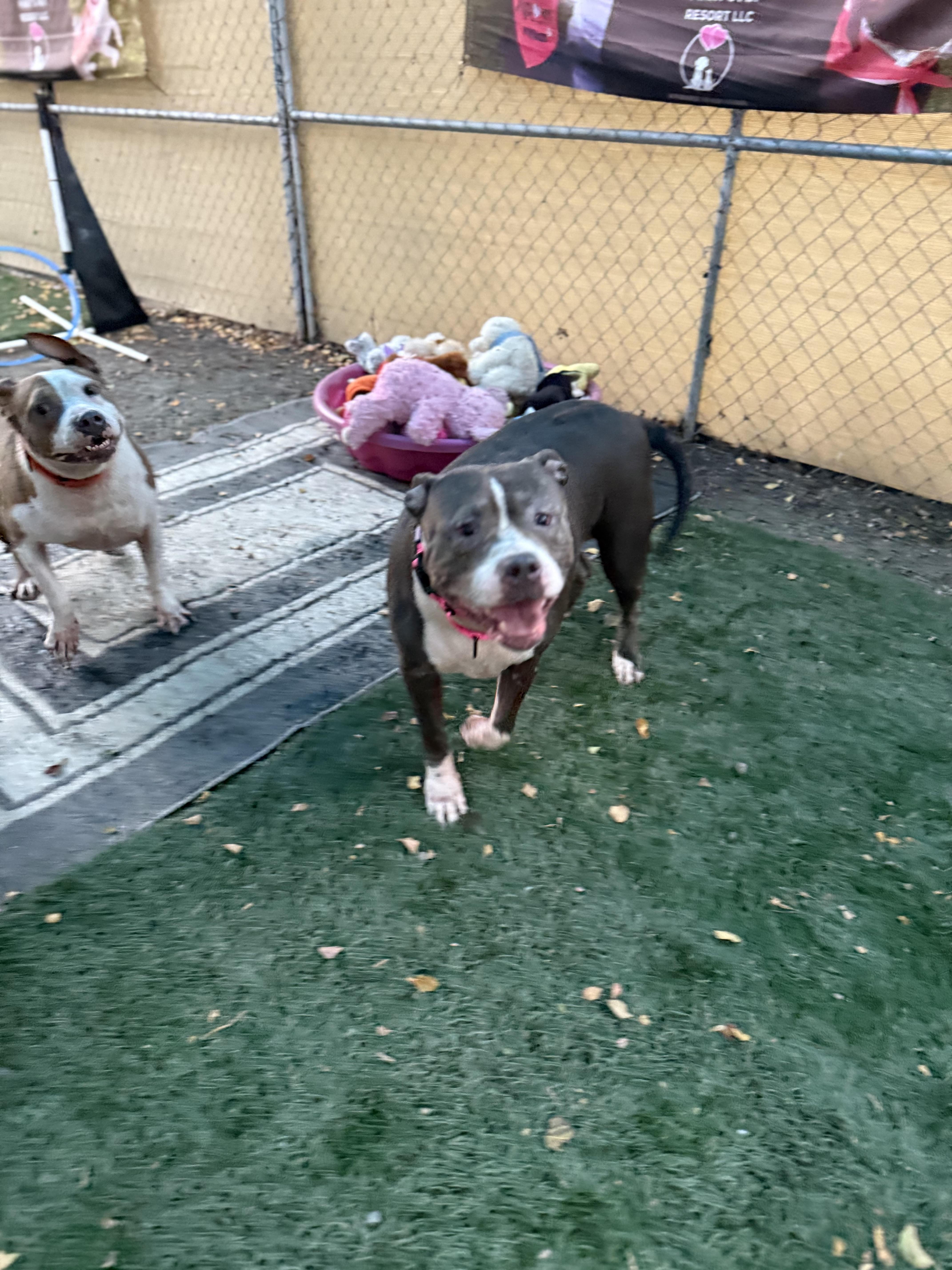 An adult large-sized female Pit Bull Terrier dog named China for adoption in Mooresville, NC