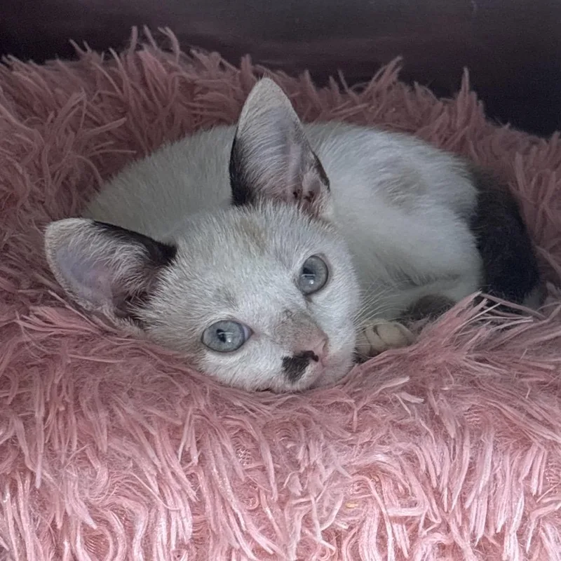 A baby small-sized female Cream / Ivory Siamese cat named Taki for adoption in Hinesville, GA