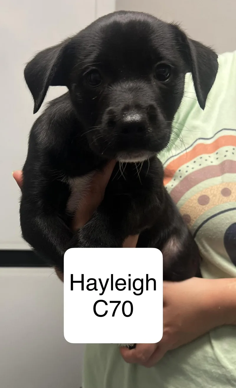 A baby medium-sized female Black Beagle dog named Hayleigh for adoption in Morganton, NC