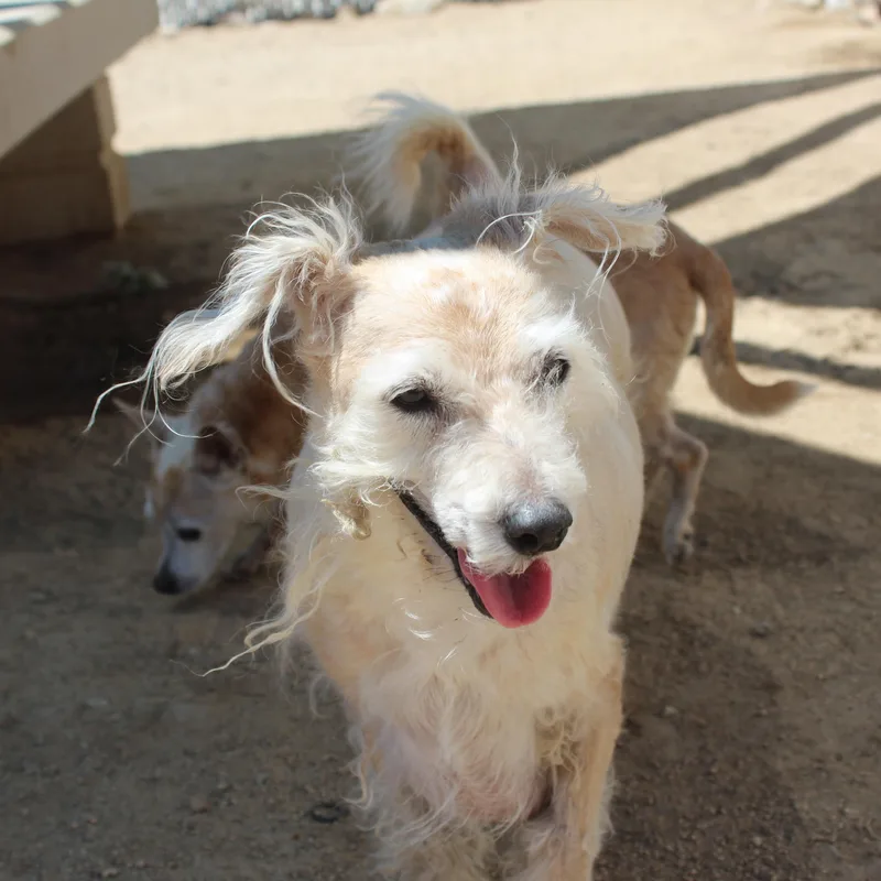 Gary [Bonded to Chloe]