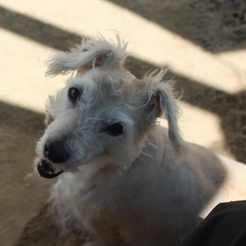 Gary [Bonded to Chloe] thumbnail 2