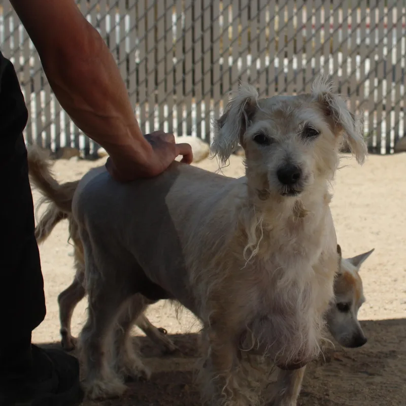 Gary [Bonded to Chloe] thumbnail 3