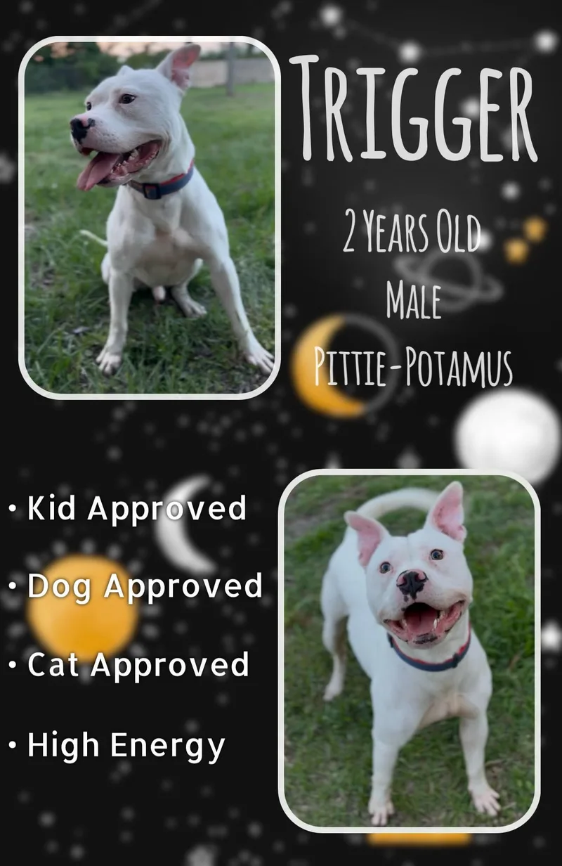 An adult medium-sized male Pit Bull Terrier dog named Trigger for adoption in Jacksonville, NC