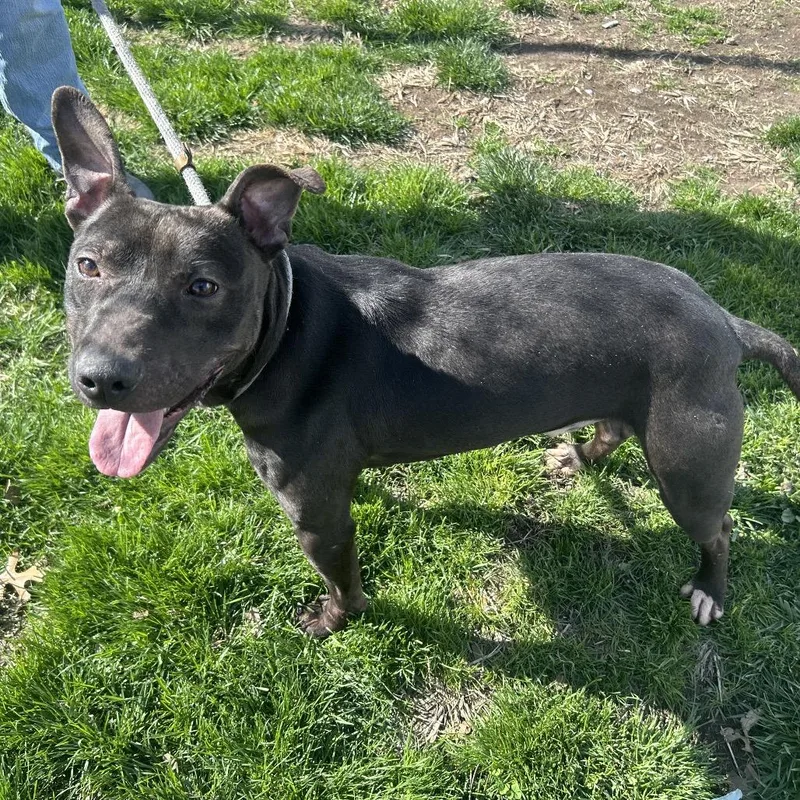An adult medium-sized male Black Jack Russell Terrier dog named Maximus for adoption in Weimar, CA