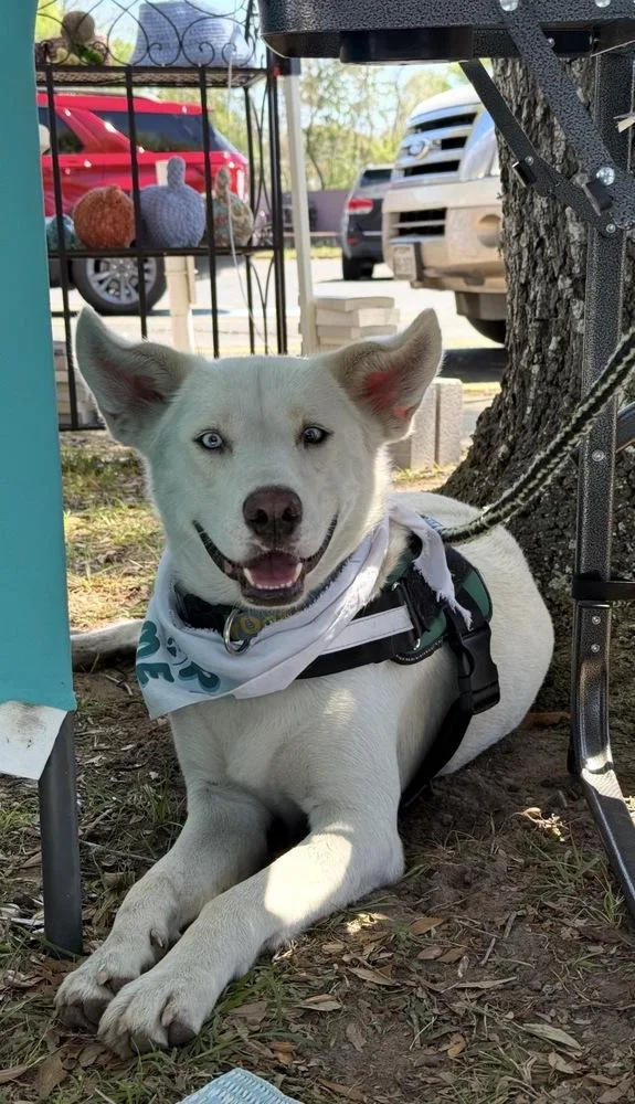 A young large-sized male Husky dog named Whitman for adoption in Brookshire, TX