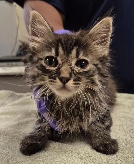 A baby small-sized female Domestic Long Hair cat named Lavender for adoption in Lodi, CA