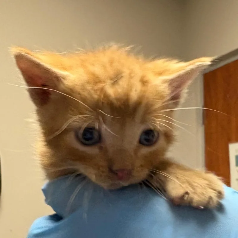 A baby small-sized male Orange / Red Domestic Short Hair cat named Colorado for adoption in Yuma, AZ
