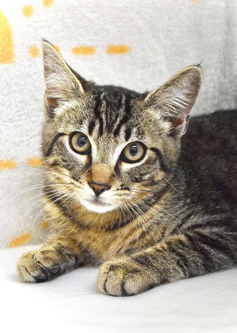 A baby medium-sized male Tabby (Brown / Chocolate) Domestic Short Hair cat named Fred for adoption in Dublin, CA