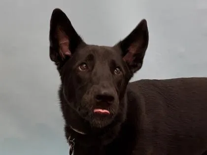 Anubis
