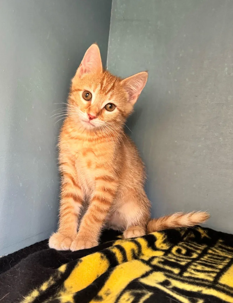 Cheeto thumbnail 2
