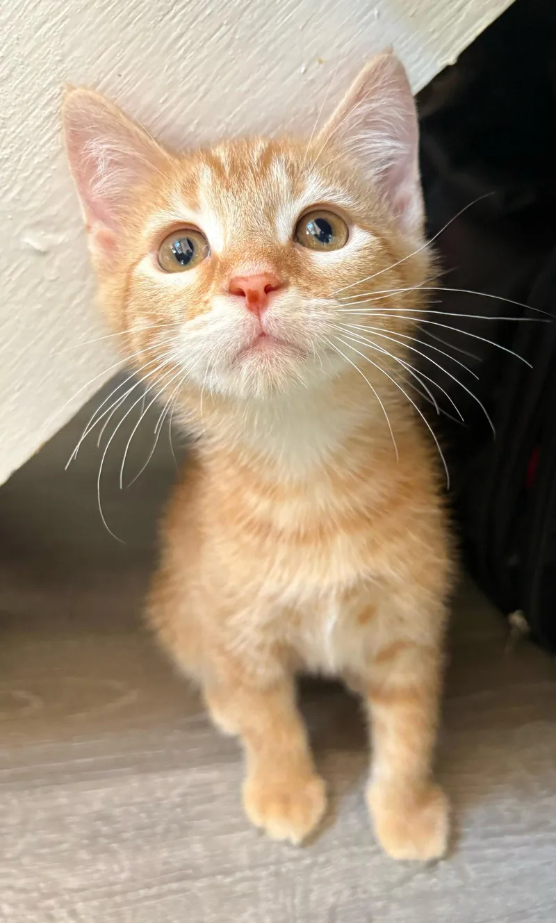 Cheeto thumbnail 3