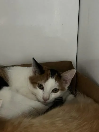 A baby small-sized female Domestic Short Hair cat named Roseville for adoption in Roseville, CA