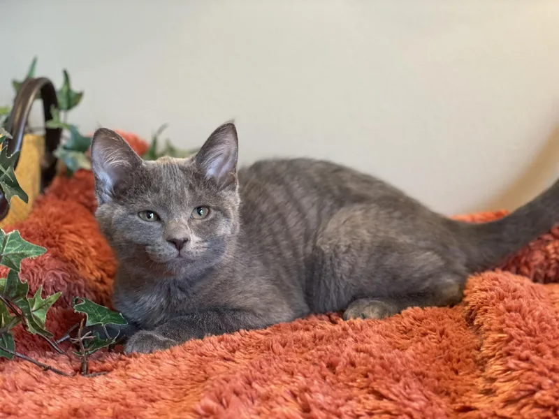 A baby medium-sized female Gray / Blue / Silver Domestic Short Hair cat named Darla for adoption in Taylor, MI