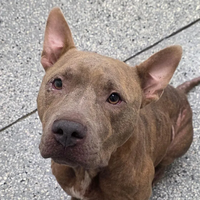 An adult large-sized female Terrier dog named Storm for adoption in Bronson, FL