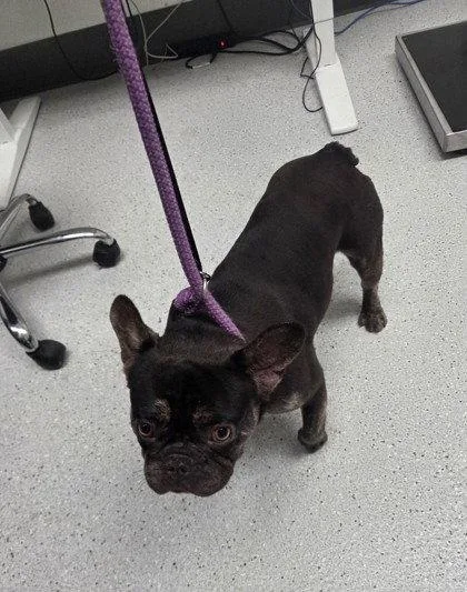 A young small-sized female French Bulldog dog named Nutmeg for adoption in Oakland, CA