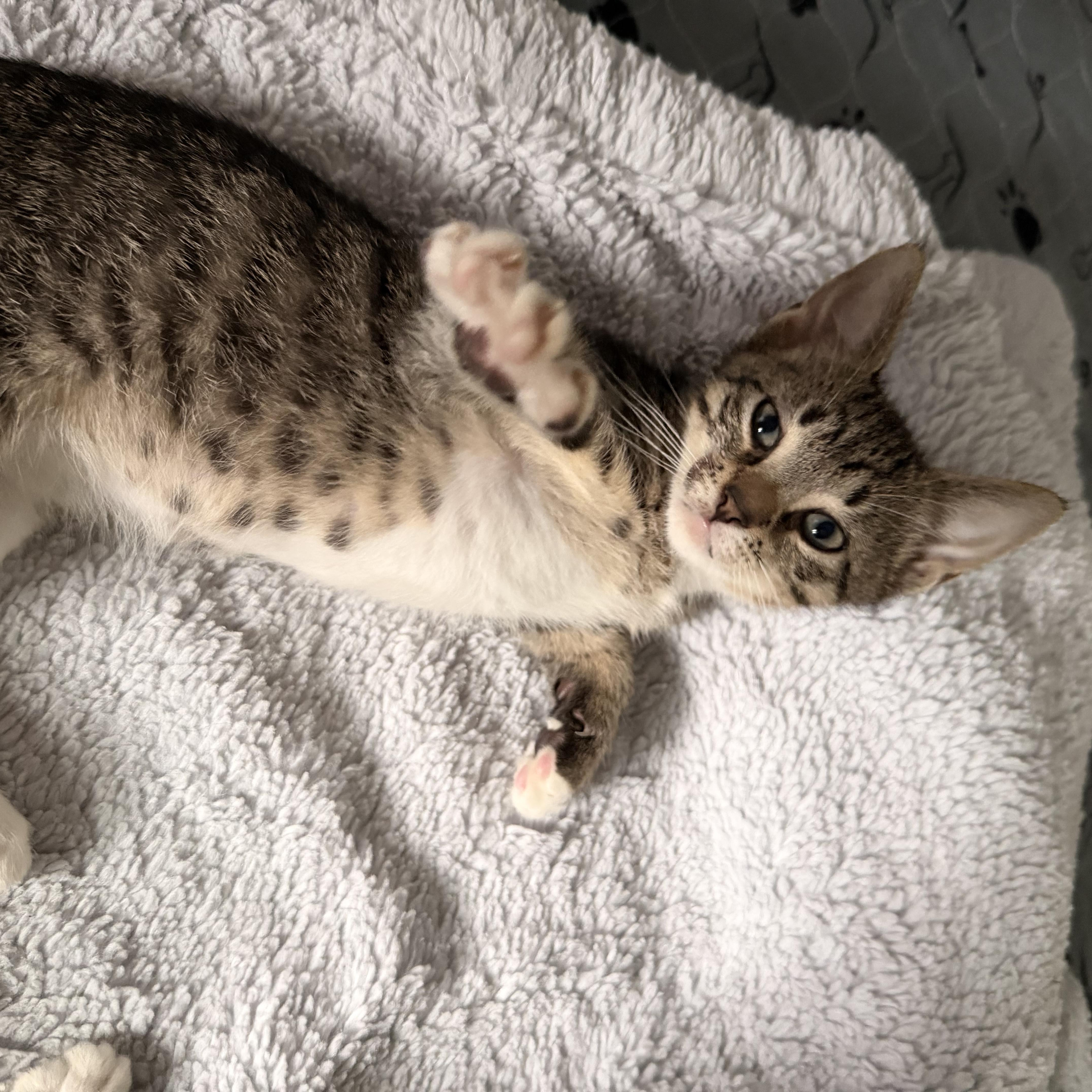 A baby small-sized male Domestic Short Hair cat named Biscotti for adoption in Wanaque, NJ