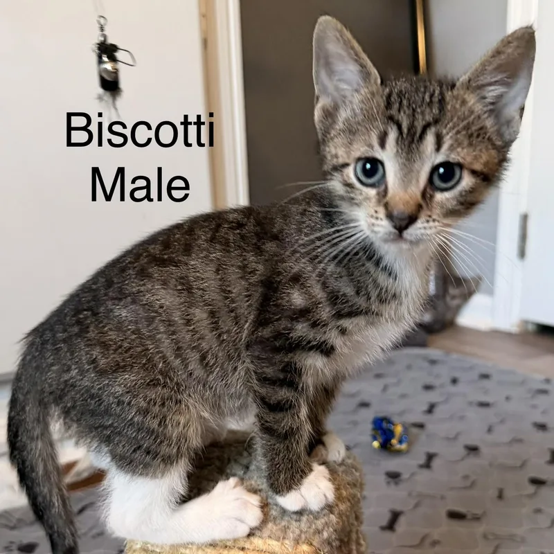 Biscotti thumbnail 2