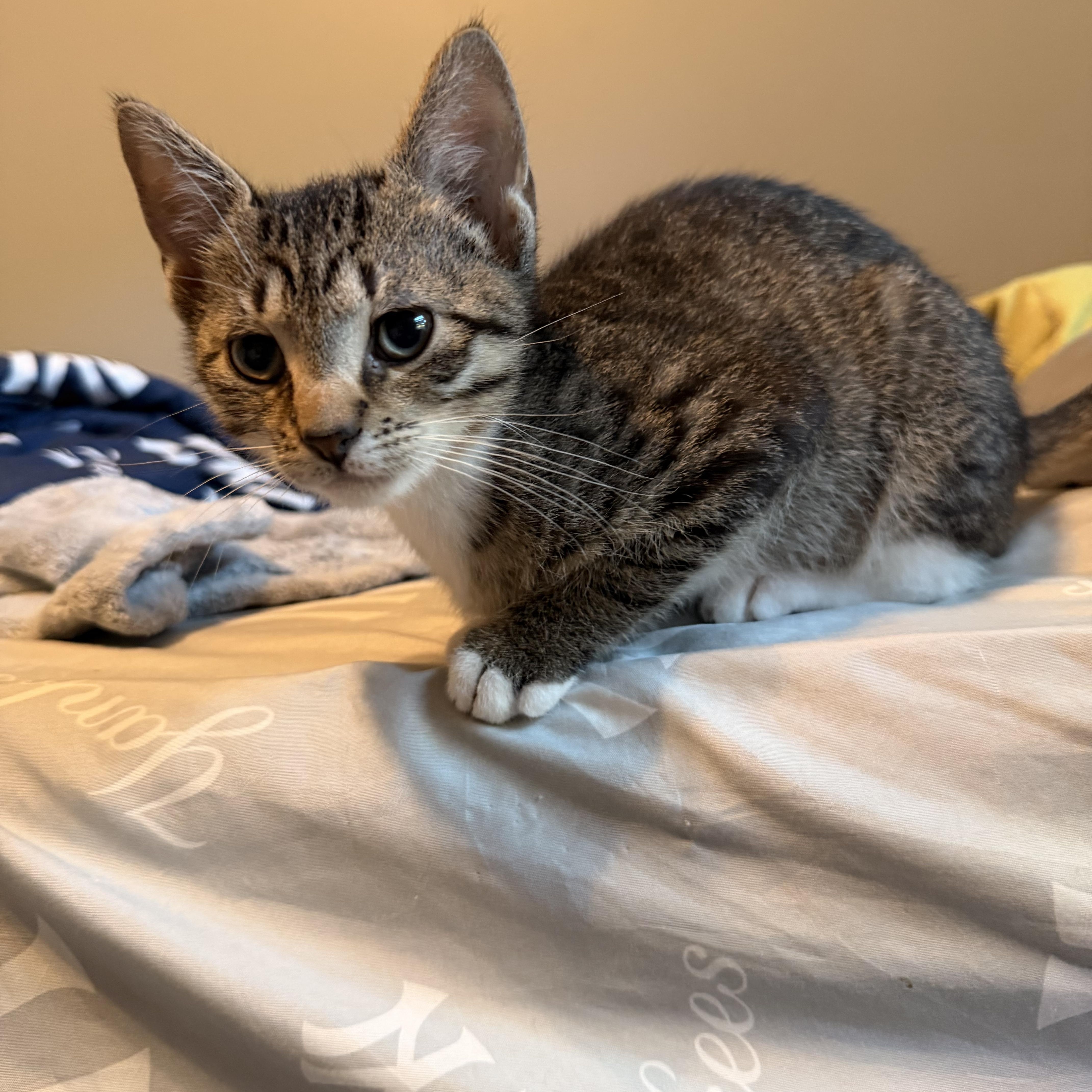 Biscotti thumbnail 4
