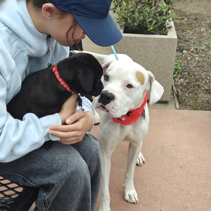 An adult medium-sized male White / Cream Mixed Breed dog named Rascal for adoption in San Francisco, CA