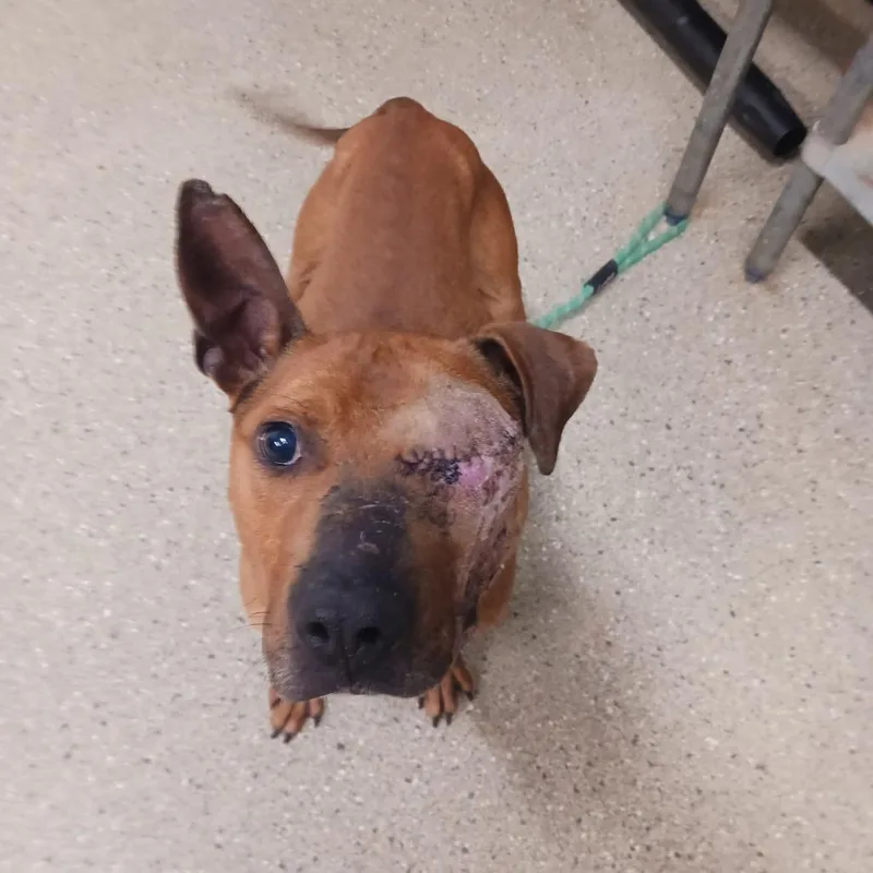 Bo Peeper thumbnail 4