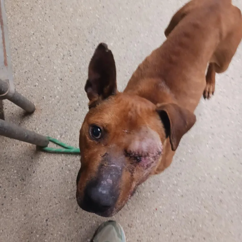 Bo Peeper thumbnail 6