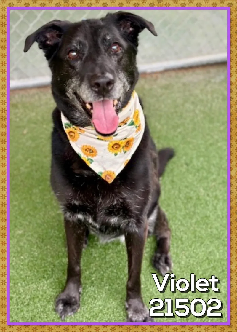 A senior large-sized female Black Labrador Retriever dog named Violet for adoption in Marietta, GA