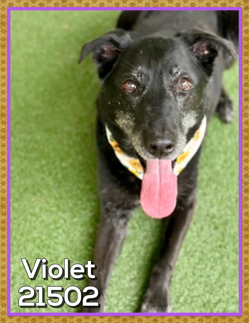 Violet thumbnail 2
