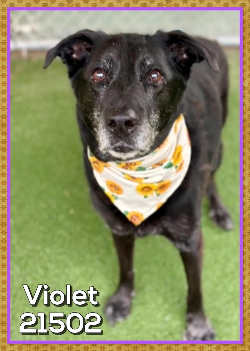 Violet thumbnail 4
