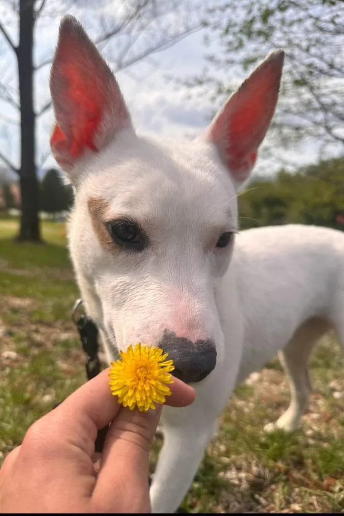 A young medium-sized female Mixed Breed dog named Tully for adoption in Walnutport, PA