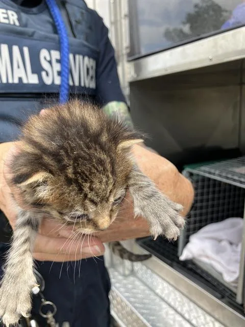 A baby medium-sized male Domestic Short Hair cat named James for adoption in Dallas, TX