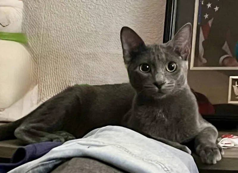 A baby medium-sized female Gray / Blue / Silver Domestic Short Hair cat named Ash for adoption in Glendale, AZ