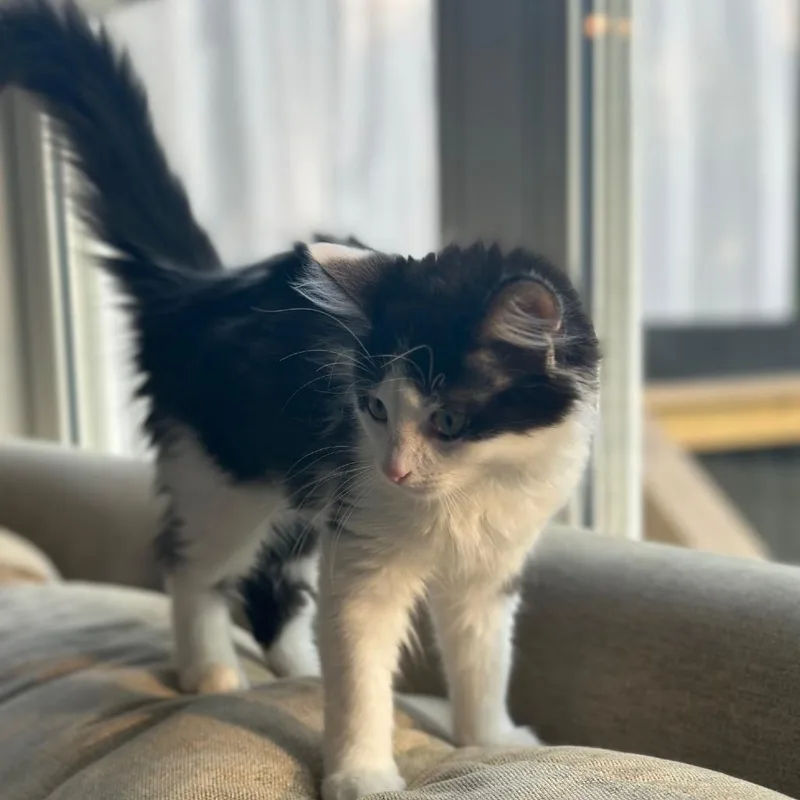 A baby small-sized female Black Domestic Medium Hair cat named Curly Fry for adoption in Cincinnati, OH