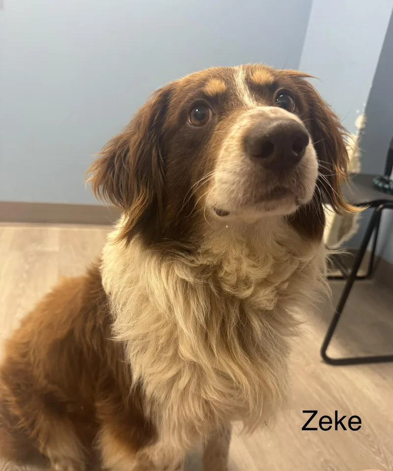 A young medium-sized male Bicolor Australian Shepherd dog named Zeke for adoption in Ulster, PA